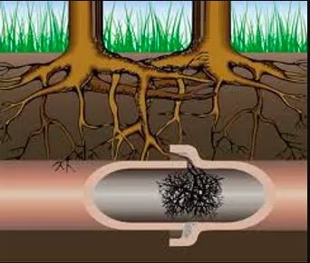 Roots in drain line